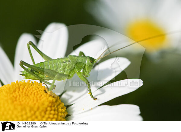 Gemeiner Grashpfer / meadow grasshopper / HJ-02280