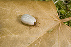 Gemeiner Holzbock