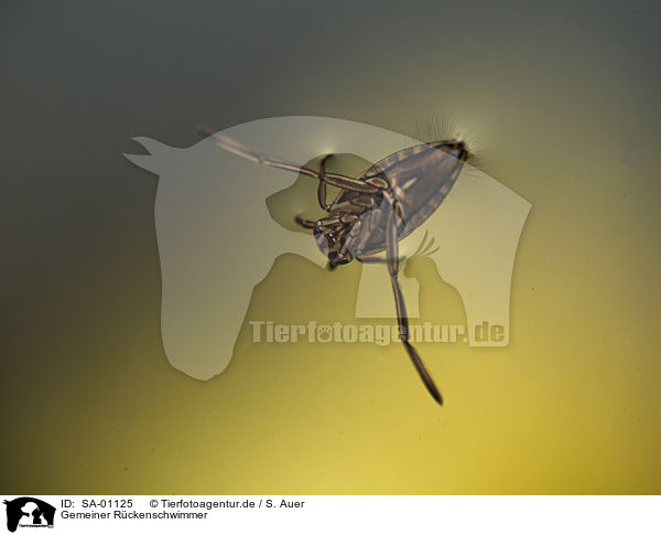 Gemeiner Rckenschwimmer / Common Backswimmer / SA-01125