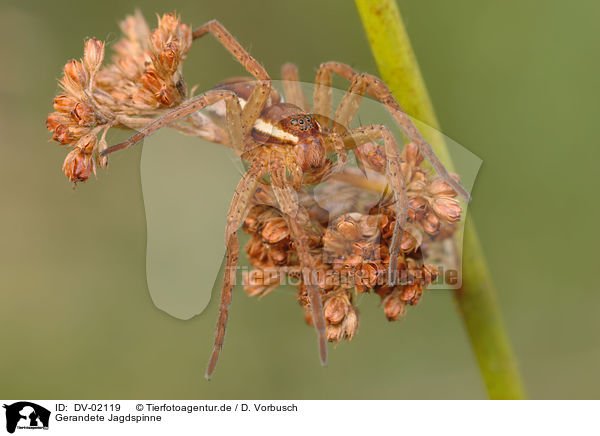 Gerandete Jagdspinne / raft spider / DV-02119