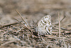 Gestreifter Waldportier