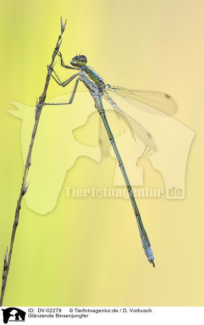 Glnzende Binsenjungfer / scarce emerald damselfly / DV-02278