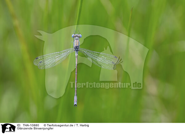 Glnzende Binsenjungfer / emerald spreadwing / THA-10880