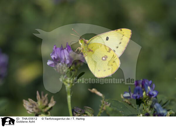 Goldene Acht / pale clouded yellow / THA-05612
