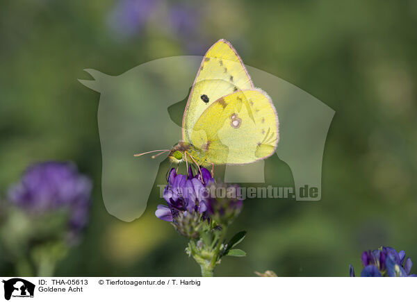 Goldene Acht / pale clouded yellow / THA-05613