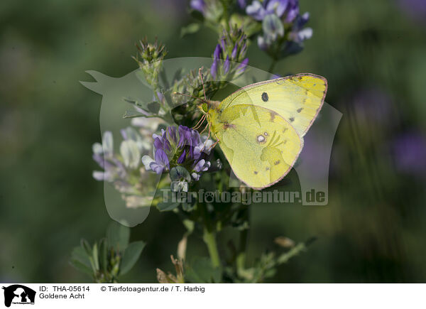 Goldene Acht / pale clouded yellow / THA-05614