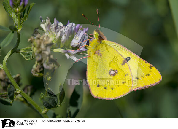 Goldene Acht / pale clouded yellow / THA-05617