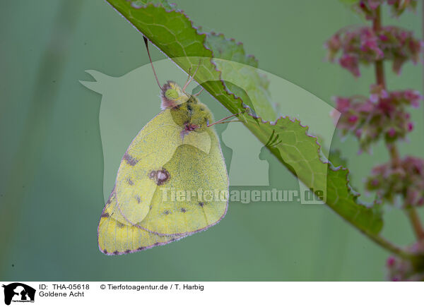Goldene Acht / pale clouded yellow / THA-05618