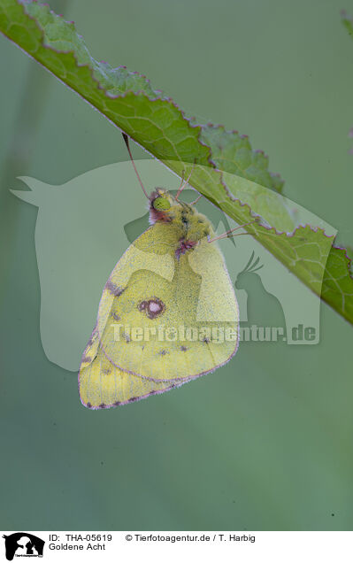 Goldene Acht / pale clouded yellow / THA-05619