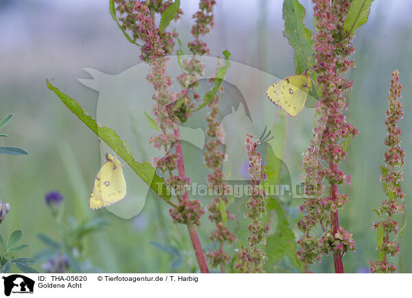 Goldene Acht / pale clouded yellow / THA-05620