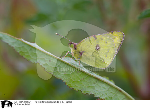 Goldene Acht / pale clouded yellow / THA-05621