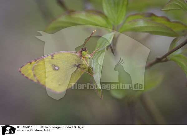 sitzende Goldene Acht / sitting Pale Clouded Yellow / SI-01155