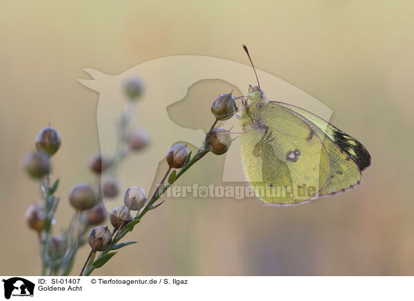 Goldene Acht / Pale Clouded Yellow / SI-01407