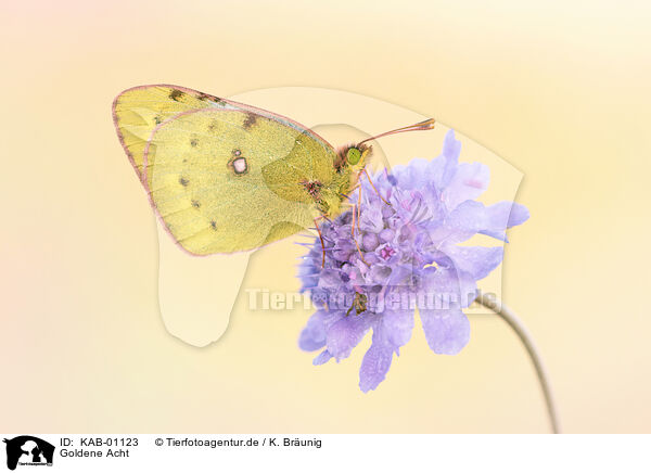 Goldene Acht / pale clouded yellow / KAB-01123