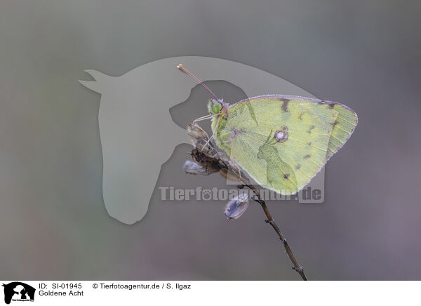 Goldene Acht / pale clouded yellow / SI-01945