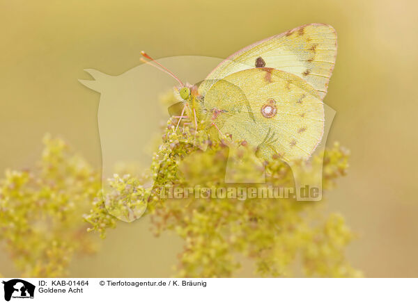 Goldene Acht / pale clouded yellow / KAB-01464