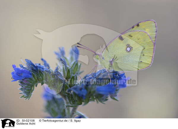 Goldene Acht / pale clouded yellow / SI-02108