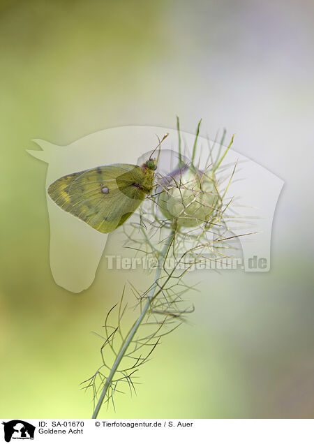 Goldene Acht / pale clouded yellow / SA-01670