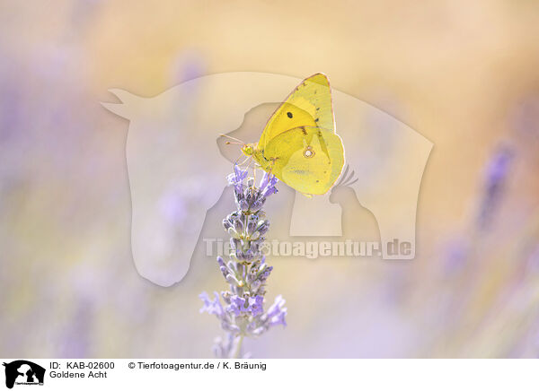 Goldene Acht / pale clouded yellow / KAB-02600