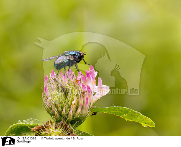 Goldfliege / European green blowfly / SA-01392