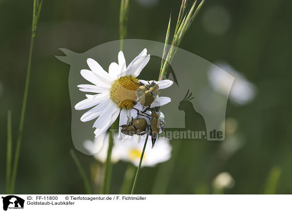 Goldstaub-Laubkfer / Gold dust leaf beetles / FF-11800