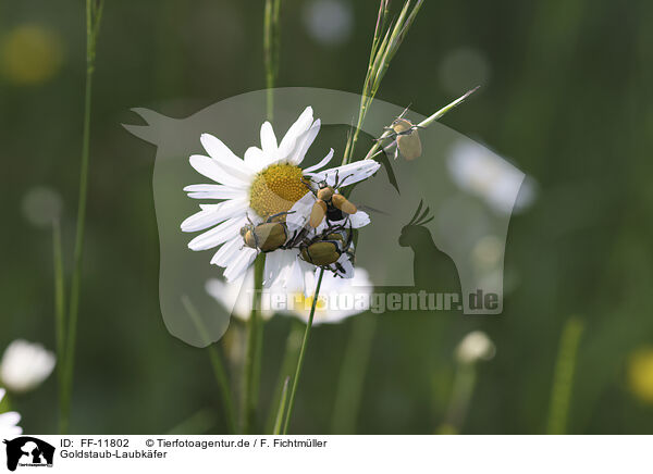 Goldstaub-Laubkfer / Gold dust leaf beetles / FF-11802