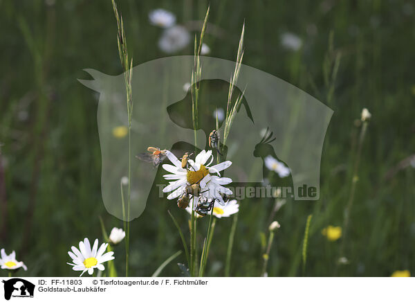 Goldstaub-Laubkfer / Gold dust leaf beetles / FF-11803