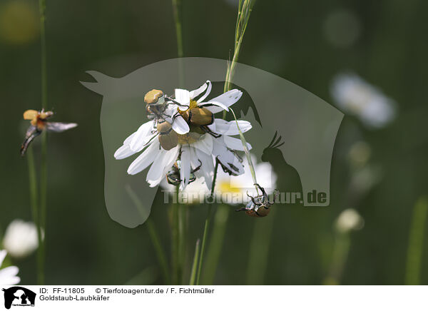 Goldstaub-Laubkfer / Gold dust leaf beetles / FF-11805