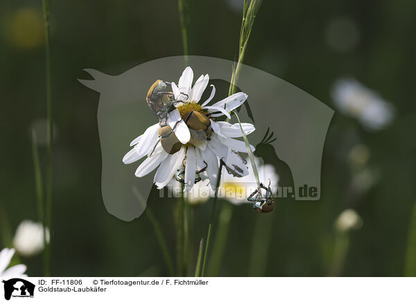 Goldstaub-Laubkfer / Gold dust leaf beetles / FF-11806