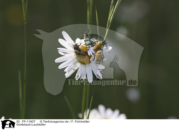 Goldstaub-Laubkfer / Gold dust leaf beetles / FF-11807