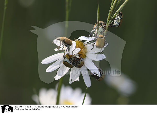 Goldstaub-Laubkfer / Gold dust leaf beetles / FF-11808