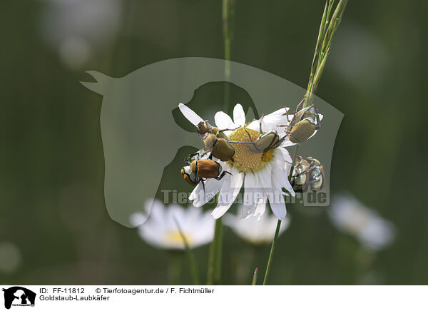 Goldstaub-Laubkfer / Gold dust leaf beetles / FF-11812