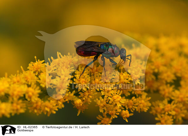 Goldwespe / cuckoo wasp / HL-02365