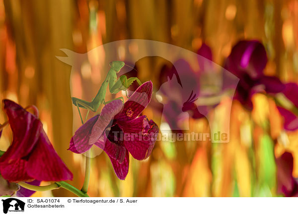 Gottesanbeterin / Mantis / SA-01074