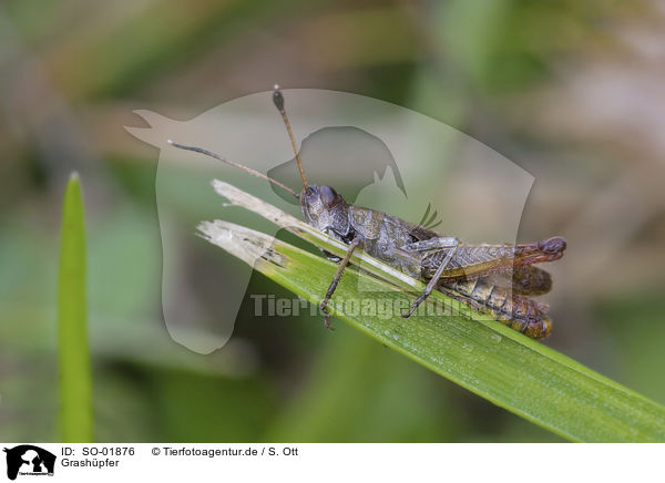 Grashpfer / grasshopper / SO-01876