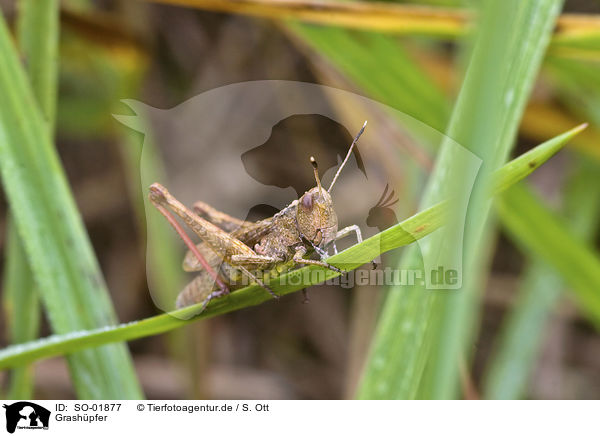 Grashpfer / grasshopper / SO-01877