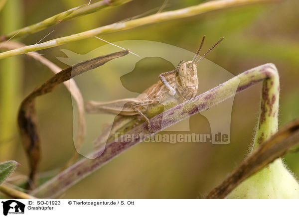 Grashpfer / grasshopper / SO-01923