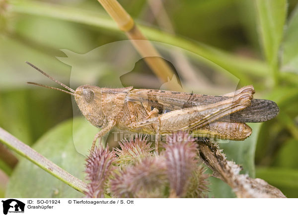 Grashpfer / grasshopper / SO-01924