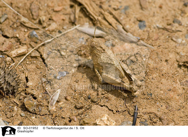 Grashpfer / grasshopper / SO-01952