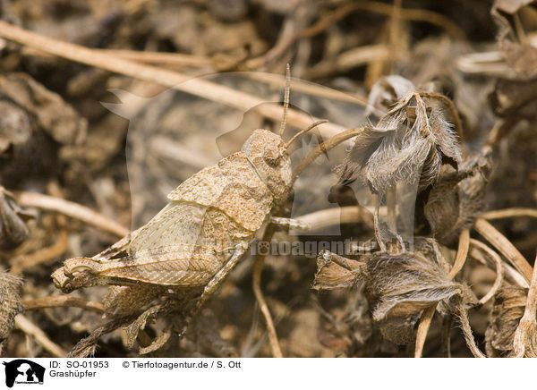 Grashpfer / grasshopper / SO-01953