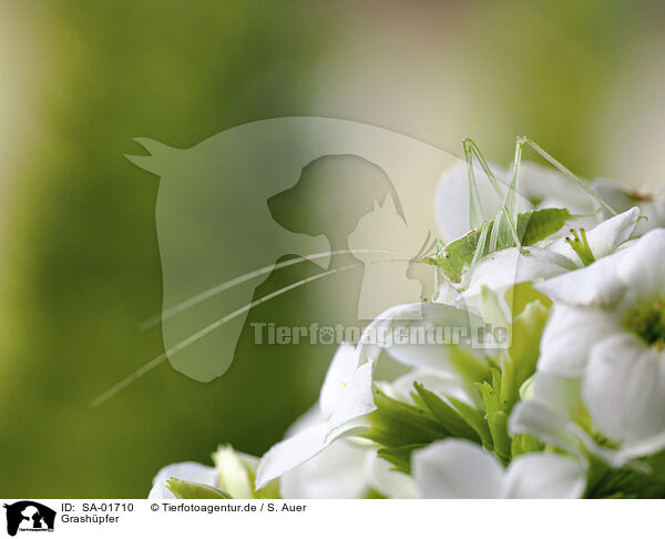 Grash�pfer / grasshopper / SA-01710