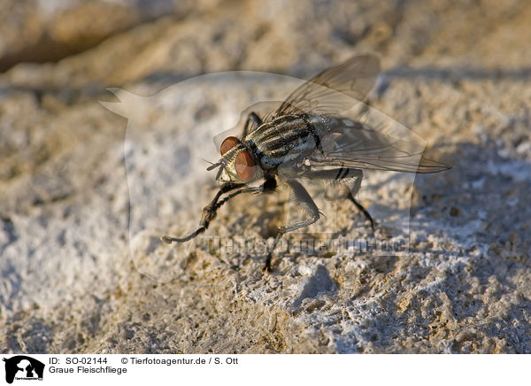 Graue Fleischfliege / marbled-grey flesh fly / SO-02144