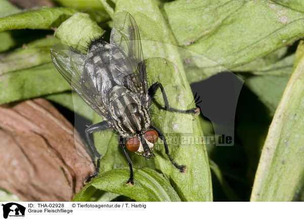 Graue Fleischfliege / marbled-grey flesh fly / THA-02928