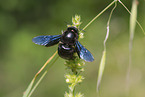 Blaue Holzbiene