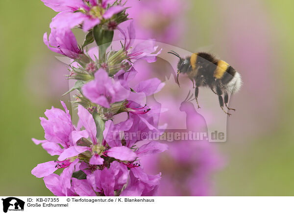 Groe Erdhummel / northern white-tailed bumblebee / KB-07355