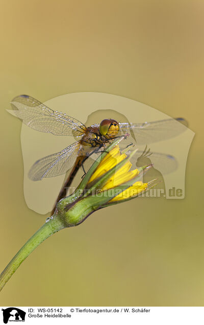 Groe Heidelibelle / darter / WS-05142