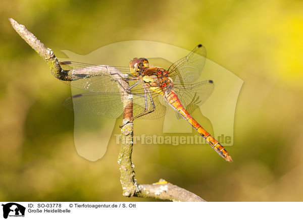 Groe Heidelibelle / common darter / SO-03778