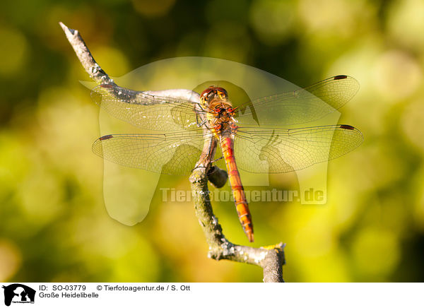 Groe Heidelibelle / common darter / SO-03779