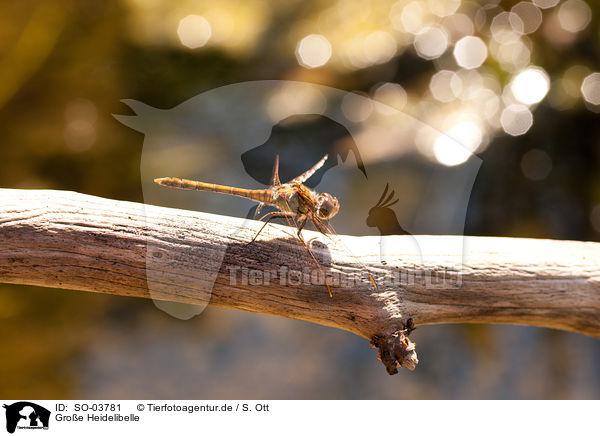 Groe Heidelibelle / common darter / SO-03781