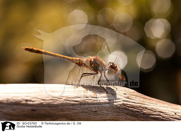 Groe Heidelibelle / common darter / SO-03783